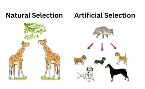 人擇|天擇：Natural selection 人擇：Artificial selection